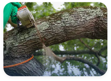 Tree cARE